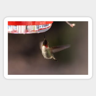 Hummingbird feeding Sticker